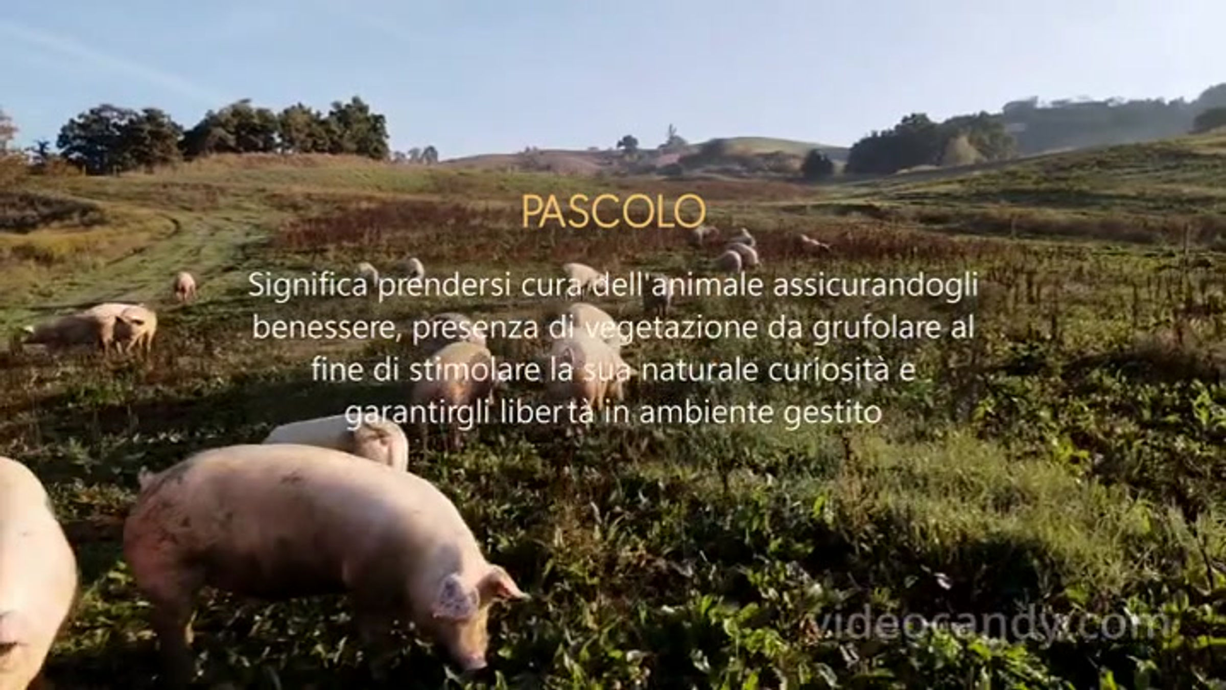 I_PASCOLI_DI_TIGRINTO_16_9_compressed